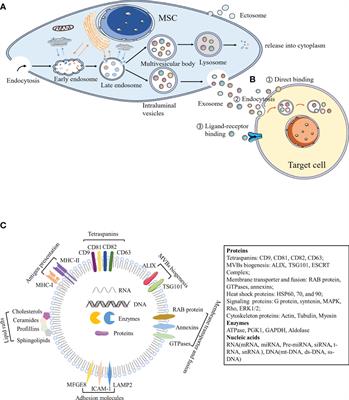 Effects of Mesenchymal Stem Cell-Derived Exosomes on Autoimmune Diseases